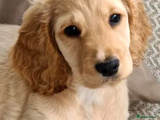 Cockapoo dogs Show cocker/cockerpoo - Advert 2