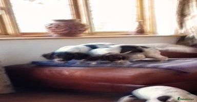 English Springer Spaniel dogs - Advert 1