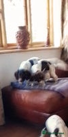 English Springer Spaniel dogs - Advert 1