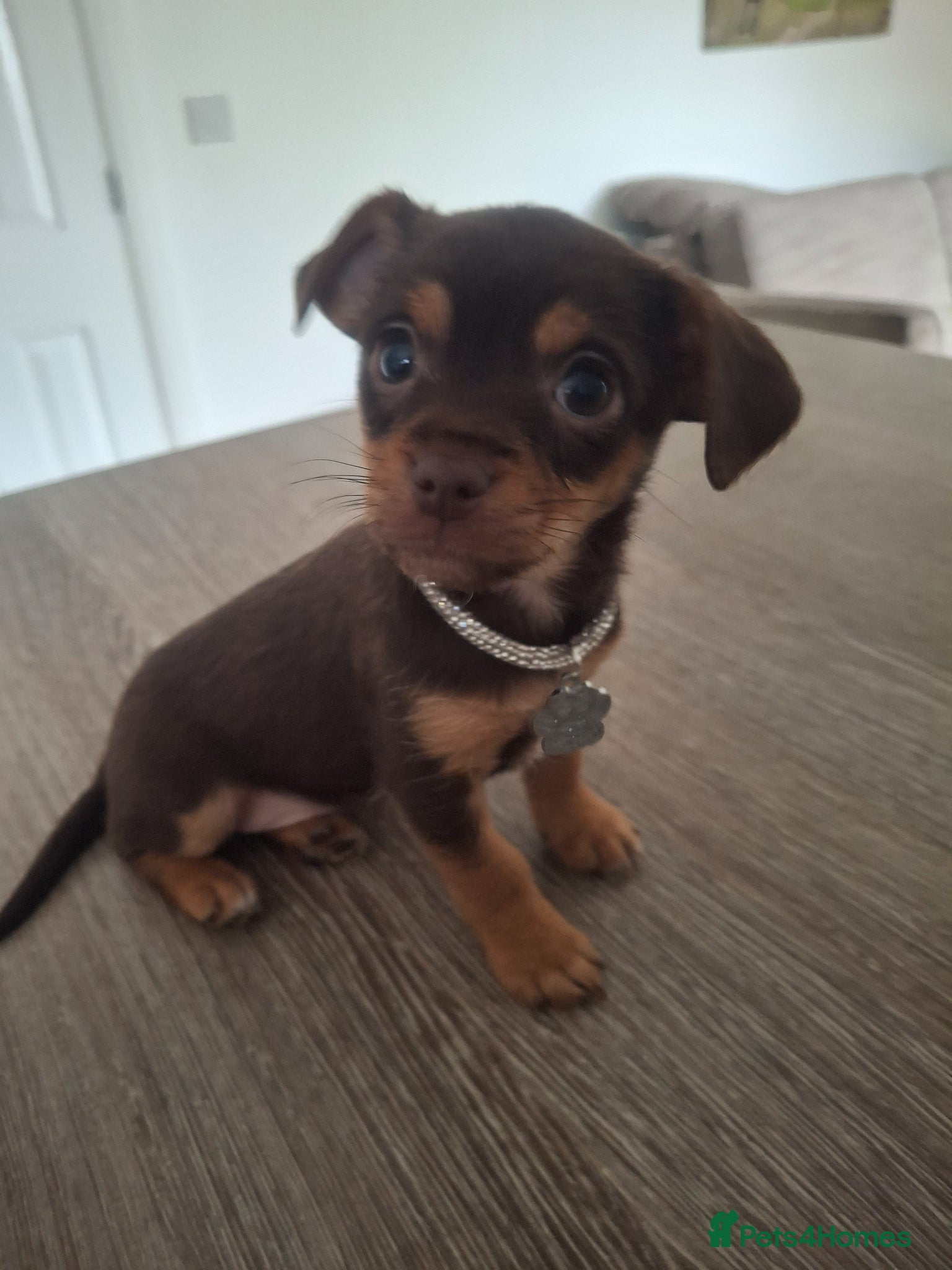 Chorkie dogs Pretty Penny, chorkie  - Advert 1