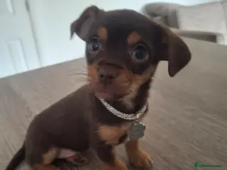 Chorkie dogs Pretty Penny, chorkie - Advert 6