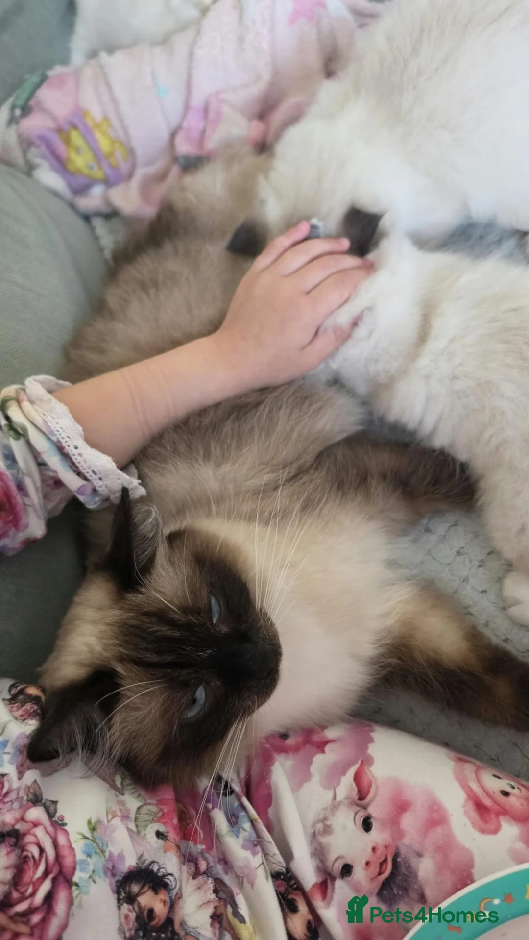 Ragdoll cats for sale: 🐱 4 Kittens Looking for Their Forever Homes in Newcastle upon Tyne - Advert 10