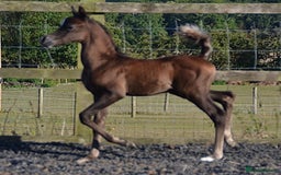 Arabian horse horses for sale: Arabian colt 5 months old  - Image 6