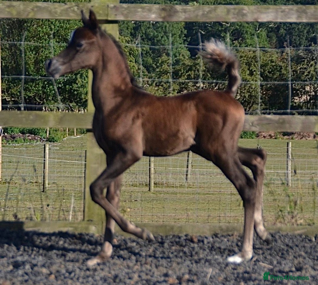 Arabian horse horses for sale: Arabian colt 5 months old  - Image 6