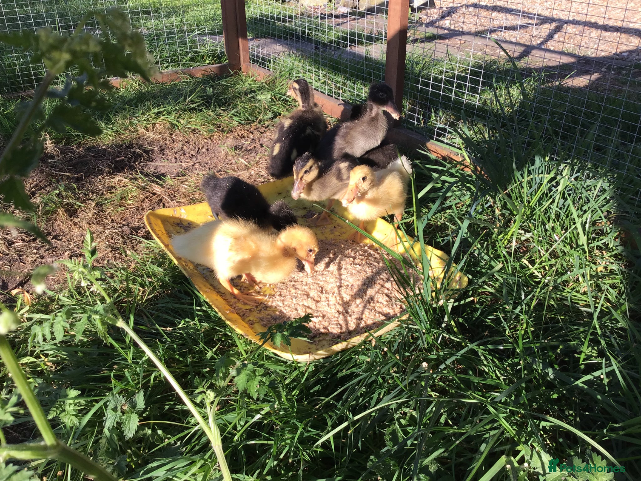 Ducks poultry Indian runner ducklings - Advert 1