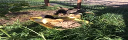 Ducks poultry for sale: Indian runner ducklings - Advert 1