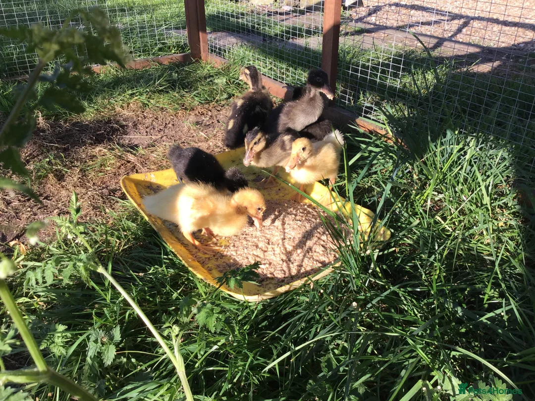 Ducks poultry for sale: Indian runner ducklings - Advert 1