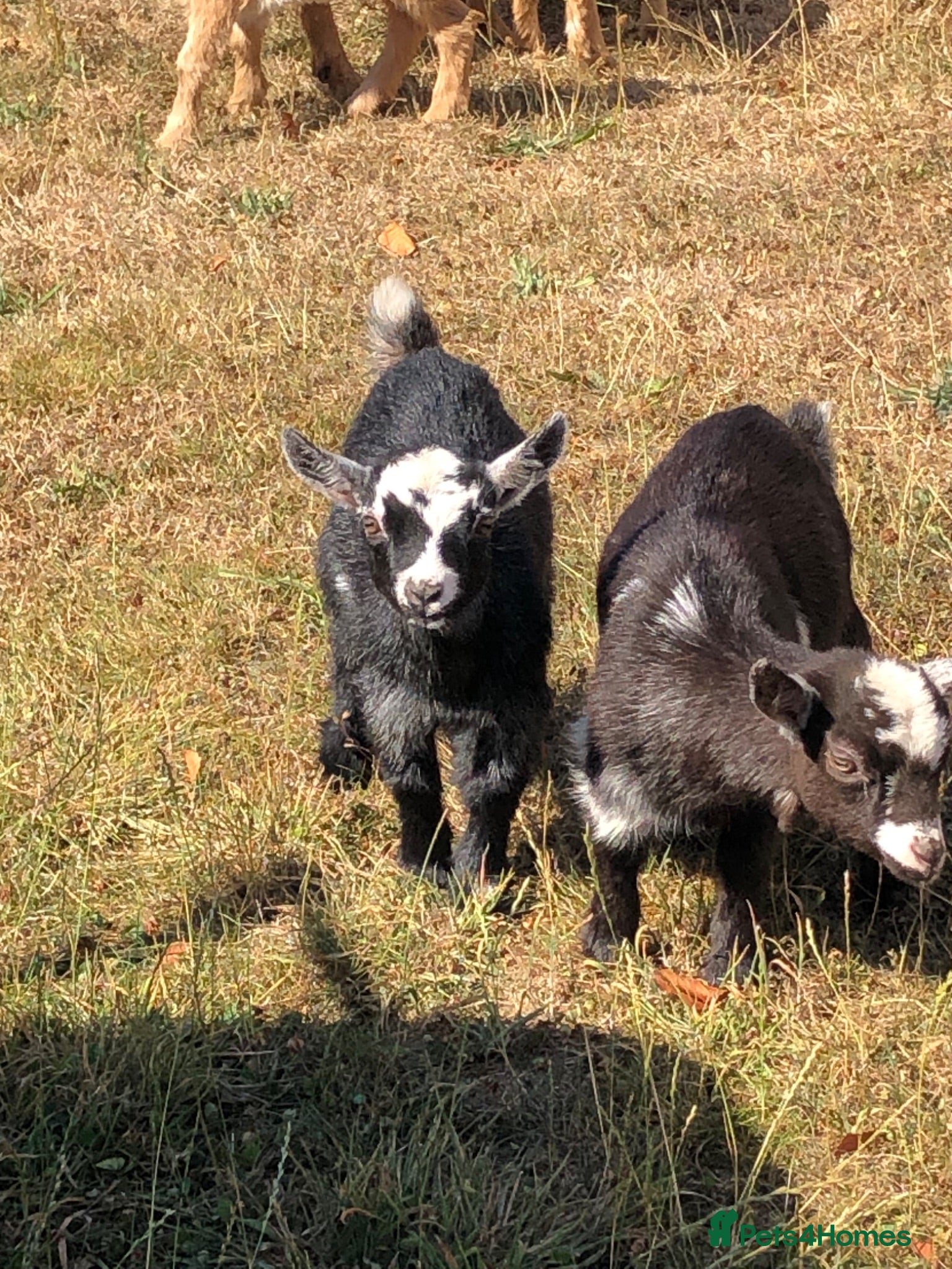 Goats livestock Pygmy Goat Kids - Advert 16