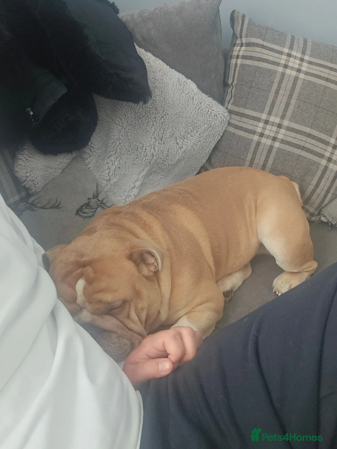 English Bulldog dogs for sale: 4 year old English bulldog - Advert 9