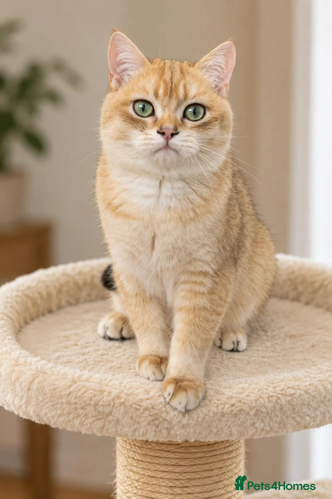 British Shorthair cats for sale: TICA Beautiful British Shorthair Kittens - Advert 1
