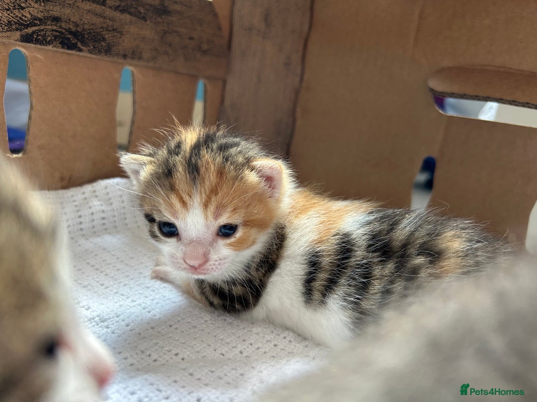 Mixed Breed cats for sale: Ready in 4 weeks time  - Image 2