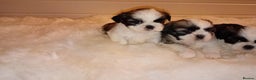 Shih Tzu dogs for sale: Shih Tzu puppies - Advert 4