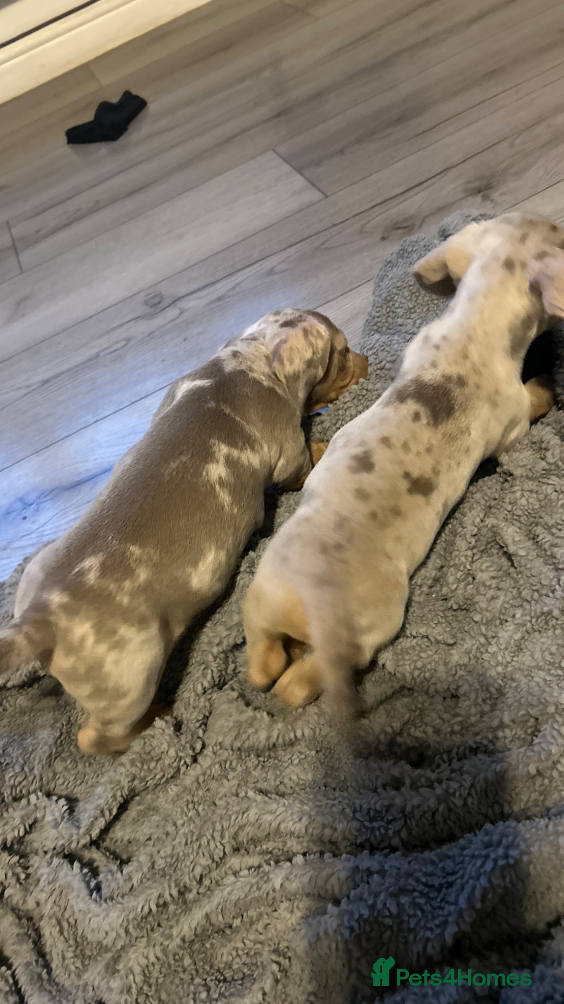 Miniature Dachshund dogs ❤️Ready to leave 2 dapple males left ❤️  - Advert 19