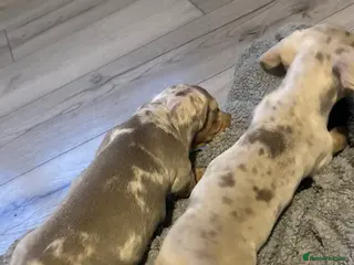 Miniature Dachshund dogs ❤️Ready to leave 2 dapple males left ❤️ - Advert 19