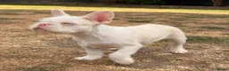 French Bulldog dogs for sale: 3 male french bulldogs  - Advert 3