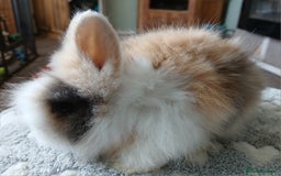 Lionhead rabbits for sale: Stunning DM Lionhead baby rabbits  - Image 6