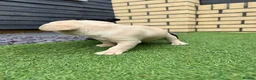 French Bulldog dogs for sale: Stunning French Bulldog Puppies in Norwich - Advert 28
