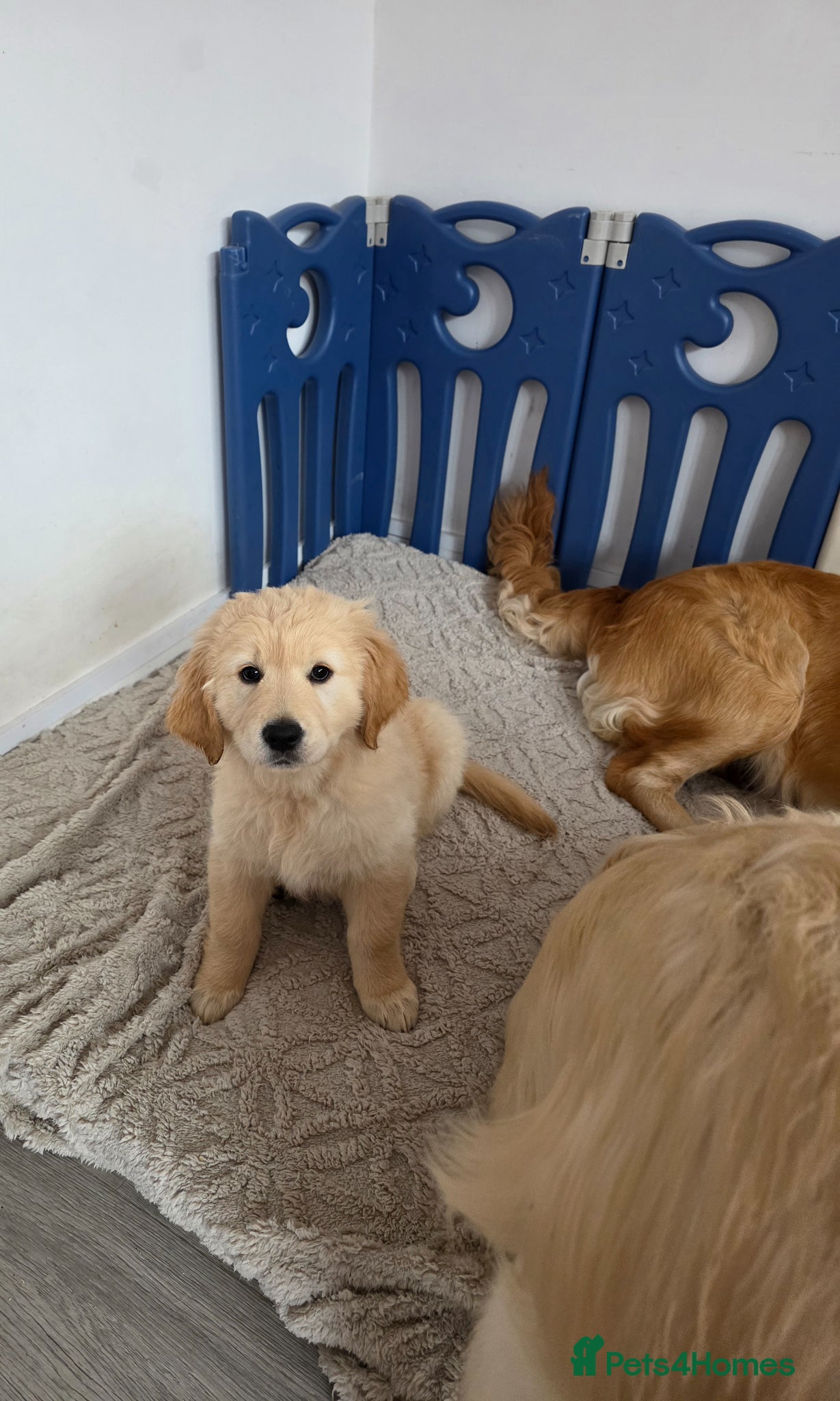Golden Retriever dogs Golden retriever puppy ready go home 🥰 - Advert 5