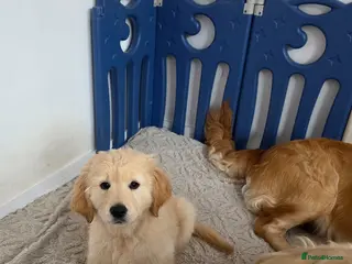 Golden Retriever dogs Golden retriever puppy ready go home 🥰 - Advert 5
