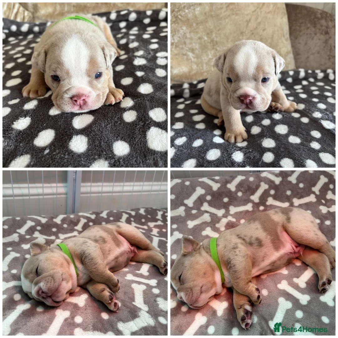 English Bulldog dogs for sale: English Bulldog Puppies – 5 Girls & 2 Boys - Advert 2