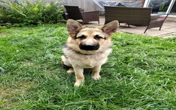 German Shepherd dogs for sale: Jack  - Image 2