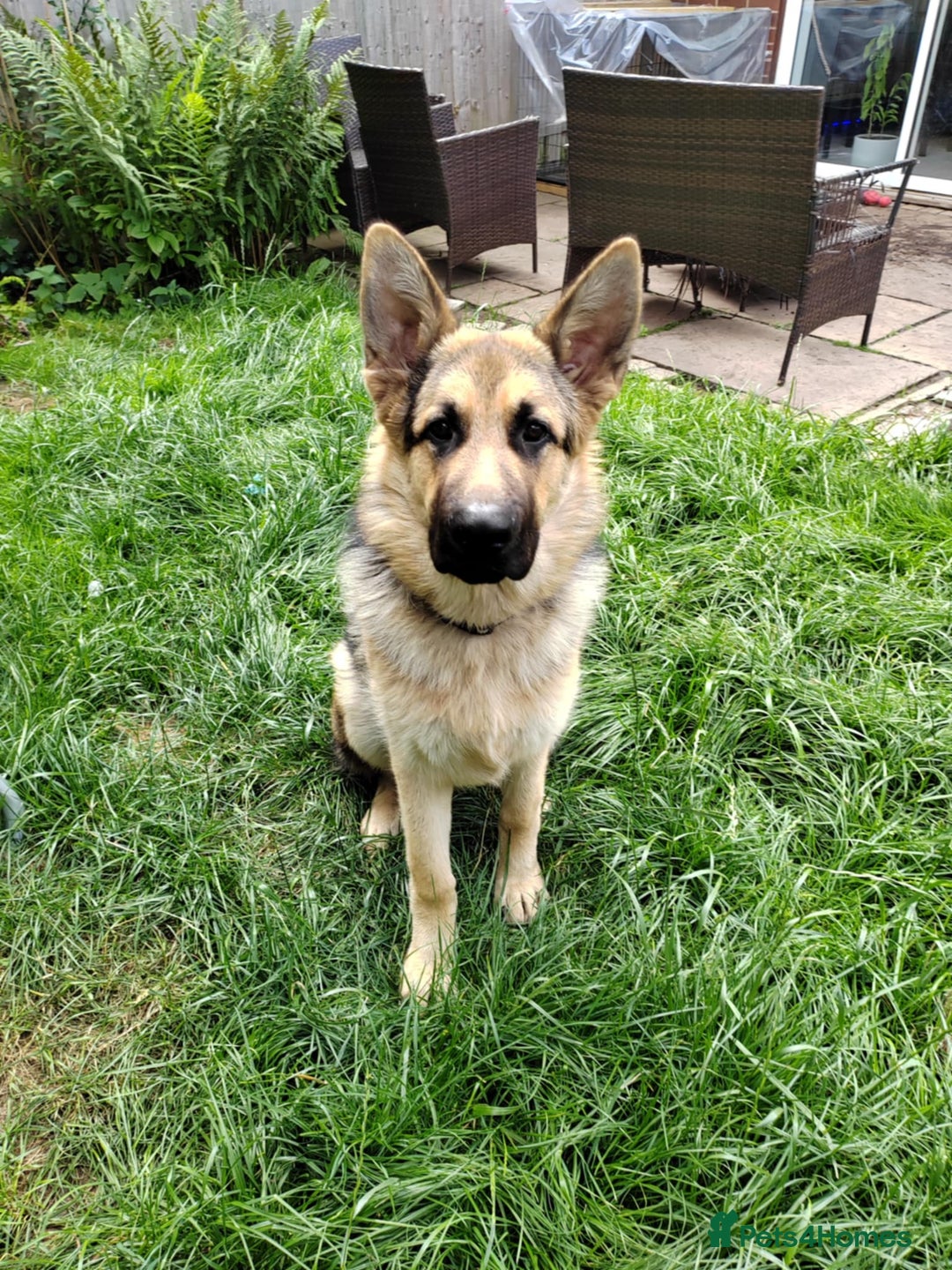 German Shepherd dogs for sale: Jack  - Image 2