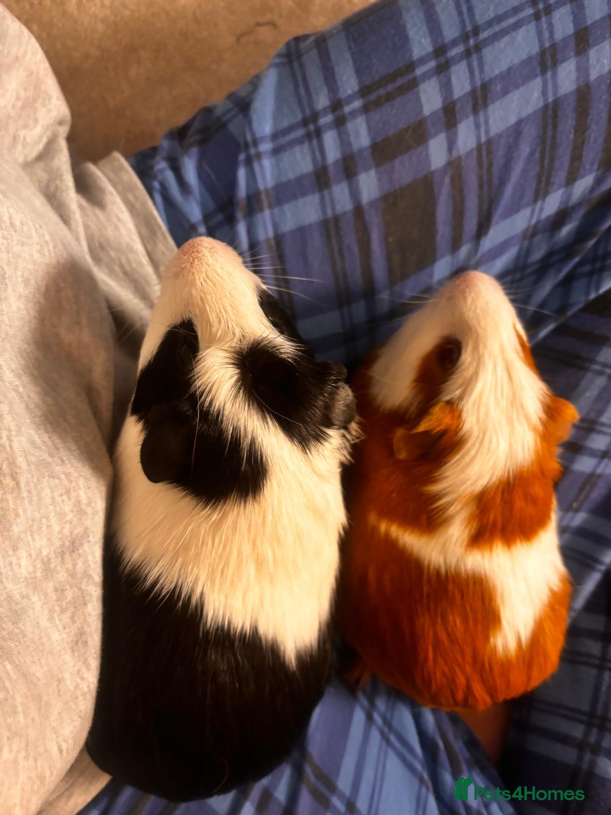 Guinea Pig rodents Pair of male guinea pigs, both 7 months old - Advert 5