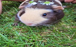 Guinea Pig rodents for sale: 2 female guinea pigs for sale  - Image 2