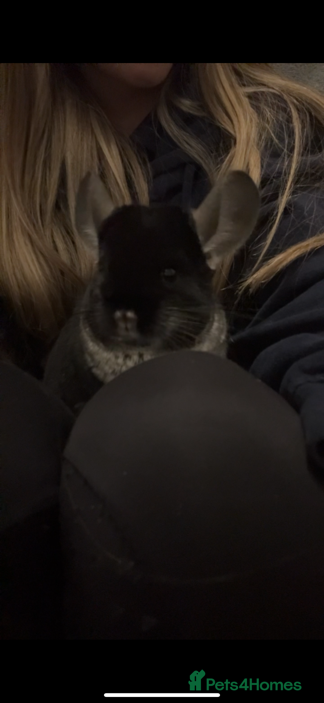 Chinchilla rodents for sale: Female black velvet chinchilla - Image 2