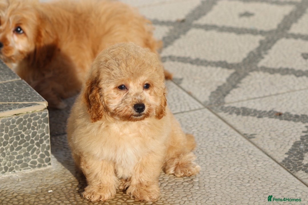 Cavapoo dogs for sale: F1 Cavapoo puppies for sale FULLY VACCINATED - Advert 17