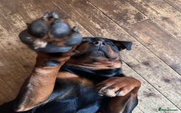 Rottweiler dogs for sale: 3 year old male Rottweiler  - Image 5