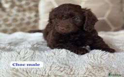 Cockapoo dogs for sale: ** BEAUTIFUL CHOC & EBONY TOY F1 COCKAPOO PUPS ** - Image 8
