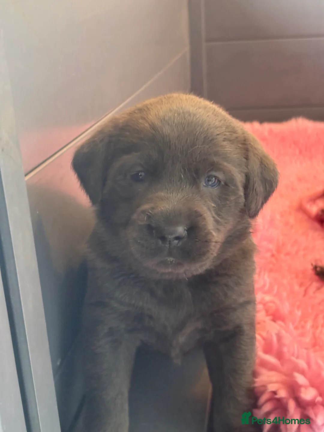 Labrador Retriever dogs for sale: Gorgeous KC, Charcoal, Chocolate and Black Labs - Advert 13