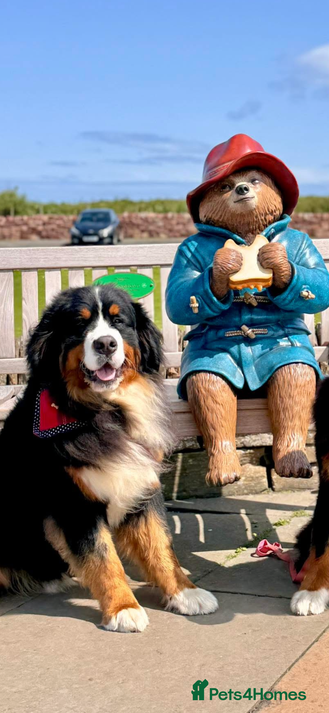 Bernese Mountain Dog dogs for stud: Gorgeous Bernese stud Maui - Advert 5