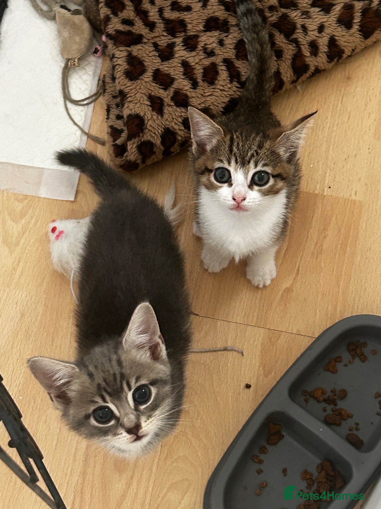 Domestic Shorthair cats 4 gorgeous male kittens 8weeks - Advert 3