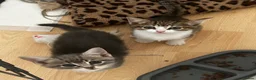 Domestic Shorthair cats for sale: 4 gorgeous male kittens 8weeks - Advert 12