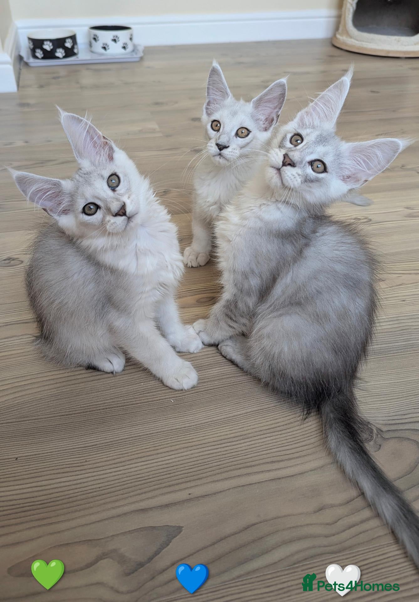 Maine Coon cats Maine Coon Kittens  - Advert 1