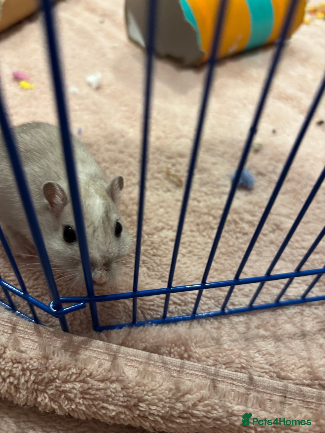 Gerbil rodents for sale: 10 Gerbils for sale to good homes  - Advert 6