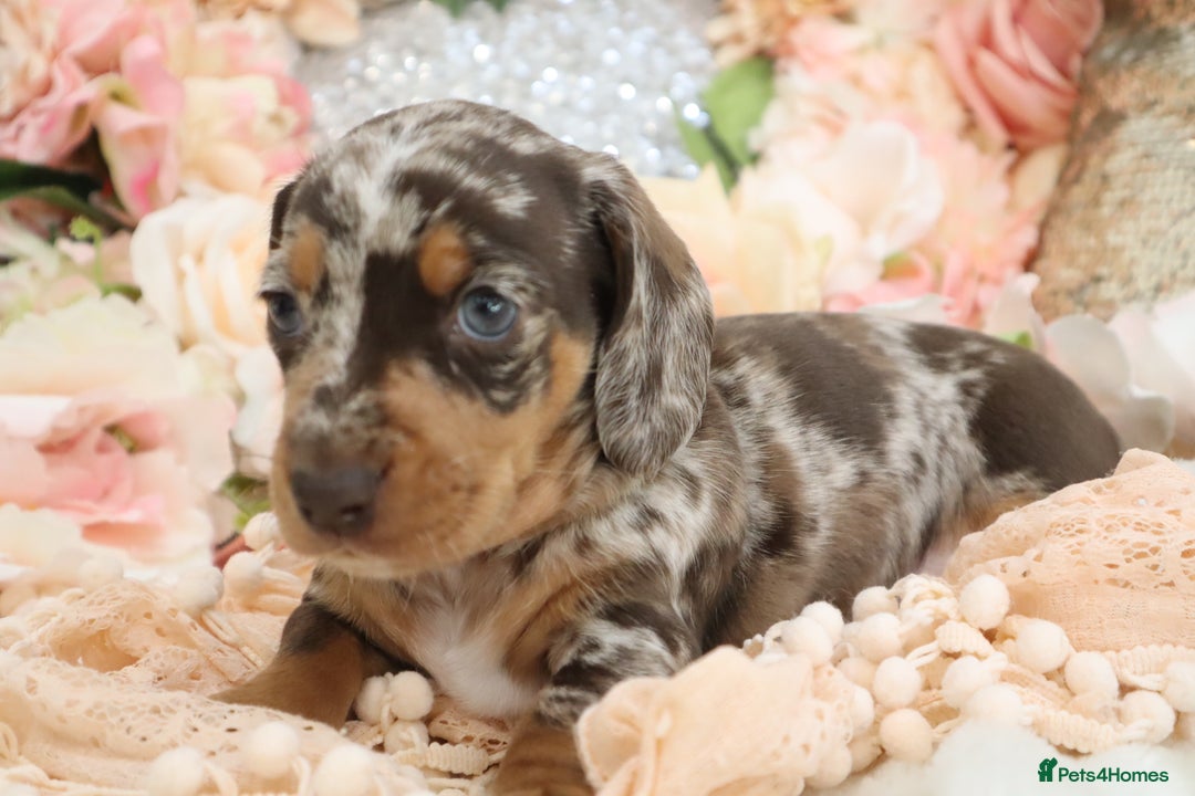 Miniature Dachshund dogs for sale: KC Registered Miniature Dachshund Puppies - Image 19