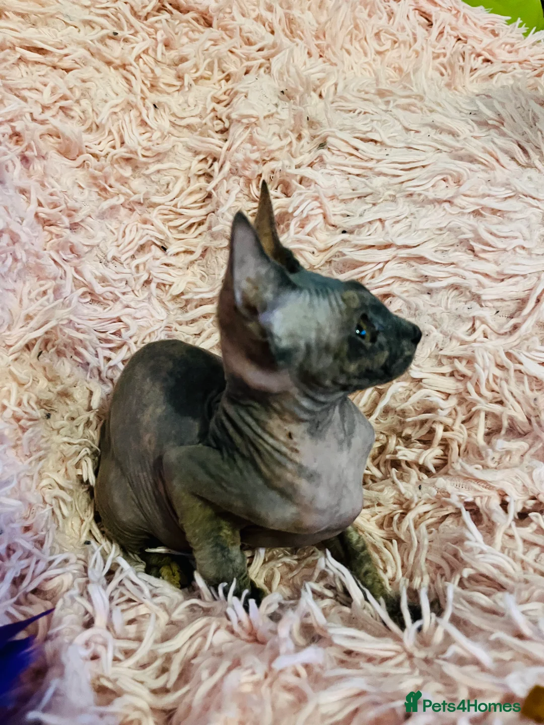 Sphynx cats for sale: Adorable Sphynx Kittens - Advert 14