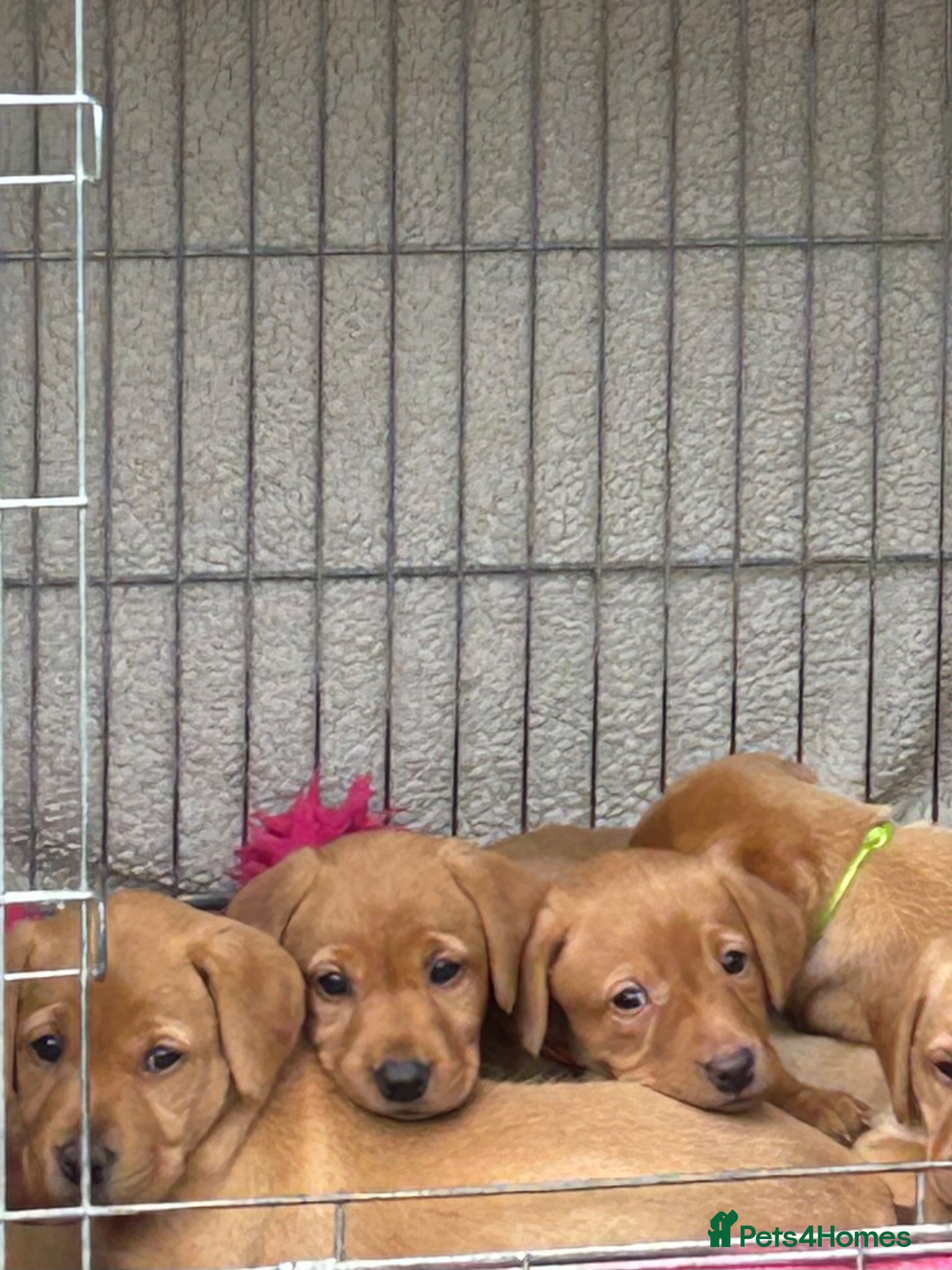 Labrador Retriever dogs KC REG FOX RED LABRADOR PUPPIES - Advert 5