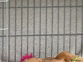 Labrador Retriever dogs KC REG FOX RED LABRADOR PUPPIES - Advert 5