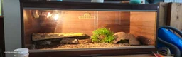 Gecko reptiles for sale: Leopard Geko & Enclosure  - Advert 8