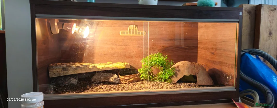 Gecko reptiles for sale: Leopard Geko & Enclosure  - Advert 8