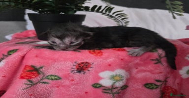 Maine Coon cats - Advert 9