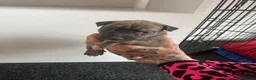 Greyhound dogs for sale: Grayhound x bullmastiff  - Advert 7