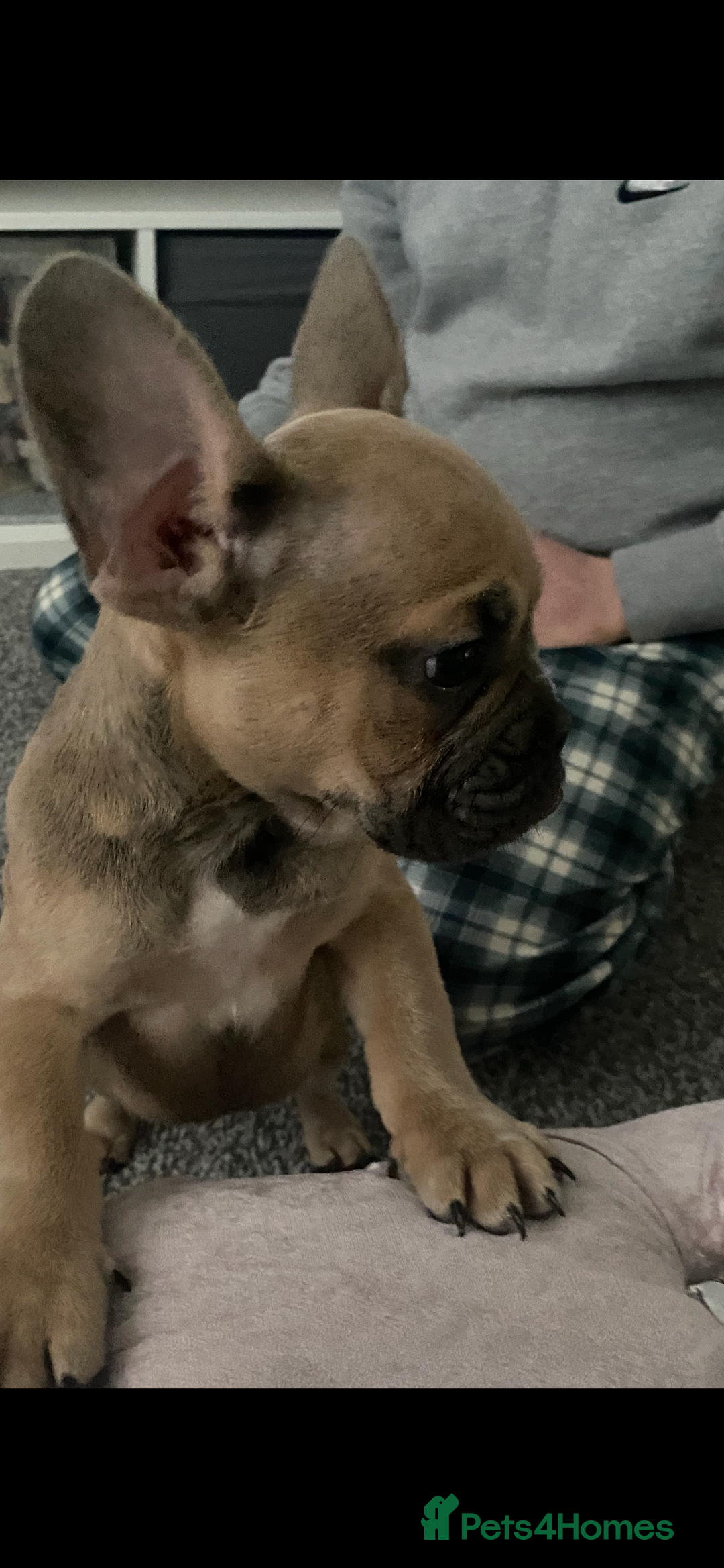 French Bulldog dogs for sale: French bulldog puppy - Advert 1