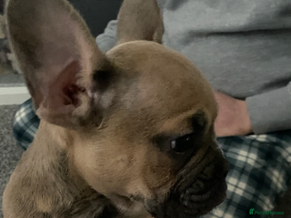 French Bulldog dogs French bulldog puppy - Advert 3