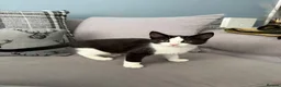 British Shorthair cats for sale: Male black and white 10 week kitten  in Hayes - Advert 3
