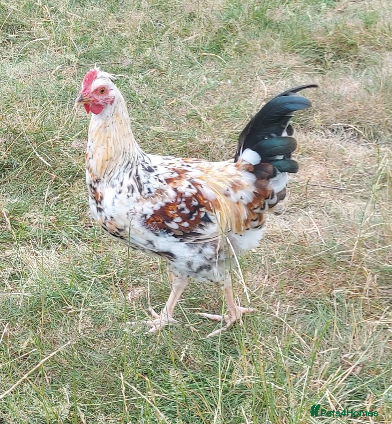 Chickens poultry Free cockeral - Advert 1